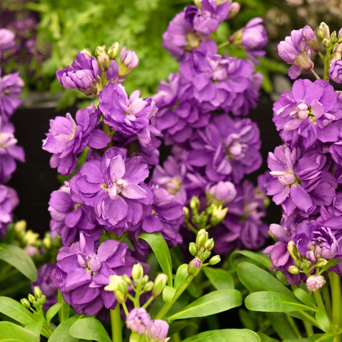 Stock- Giant Column Miracle Blue